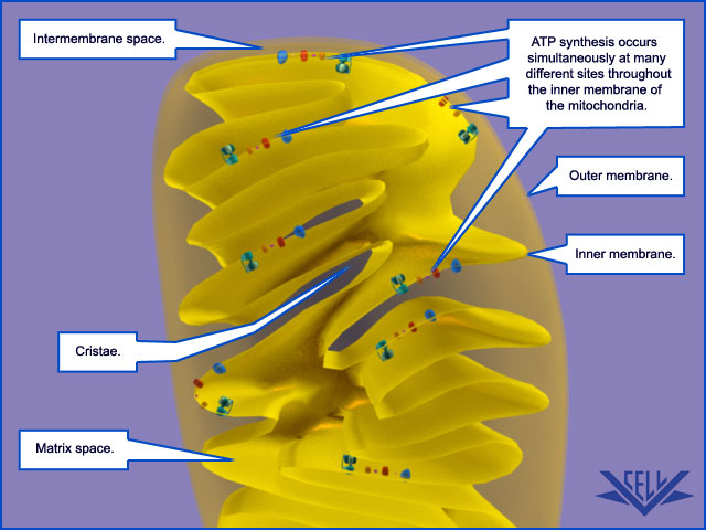 electron transport chain. electron transport chain