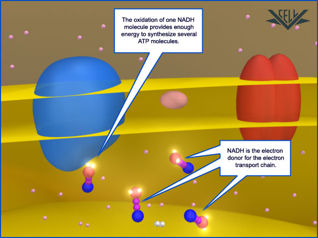 electron transport chain. NADH is the electron donor for