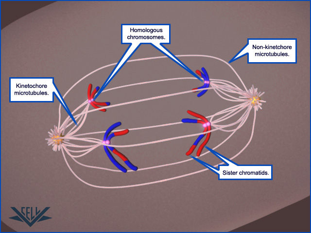 metaphase spindle fibers